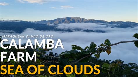 calamba farm sea of clouds